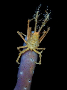 Naxioides taurus on sponge during nigt dive by Alex Varani 